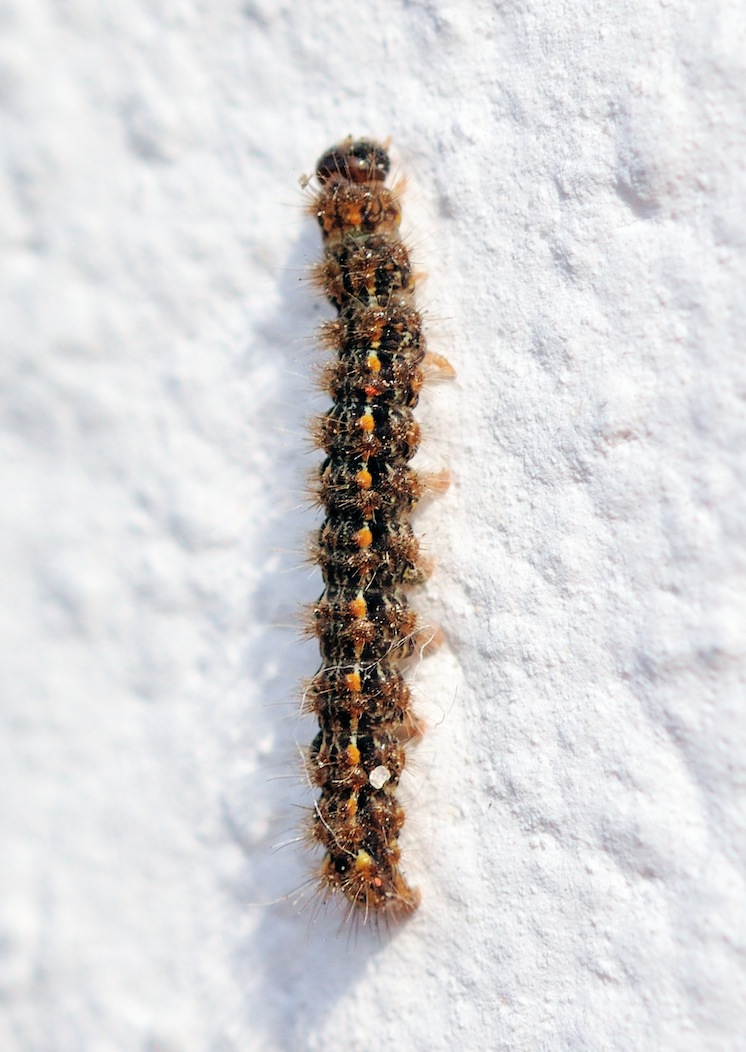 Larva di Eilema complana?